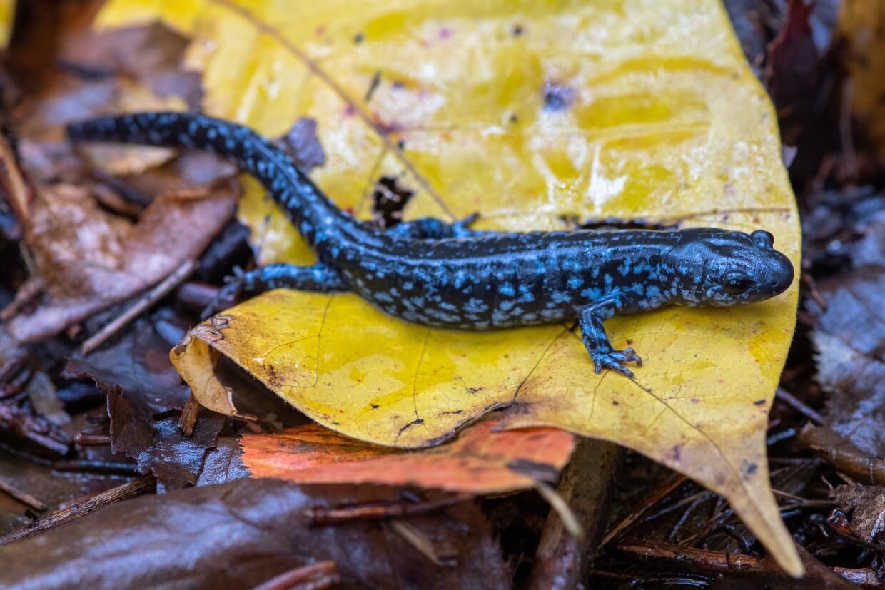Blue Spotted Salamander